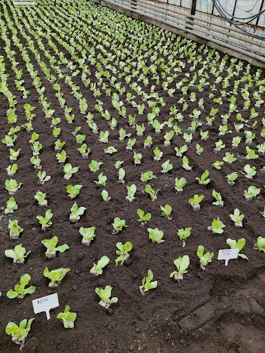 Gospodarstwo Ogrodnicze Marek Robert